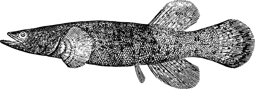 阿拉斯加黑鱼 古董插图图片