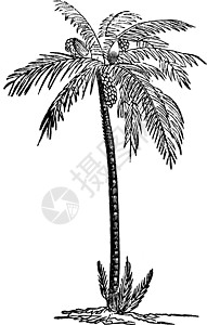海枣复古插画棕榈绘画插图黑色雕刻白色艺术图片
