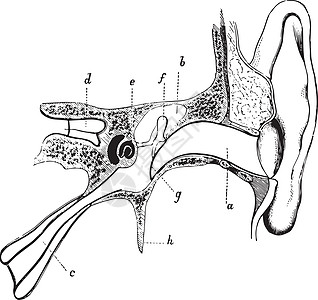 肉类和耳朵的老式插图图片