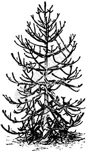 南洋杉 Imbricata 复古插画叶子雕刻黑色白色革质猴子树叶绘画拼图艺术图片