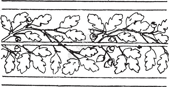 橡树边界松动带 是橡树叶的波状设计背景图片