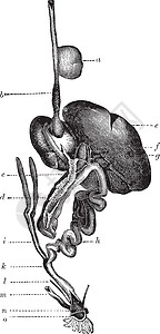 鸟的富饶运河 古董插图图片