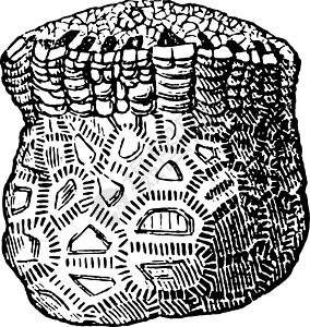 古代插图百合艺术绘画雕刻黑色白色图片