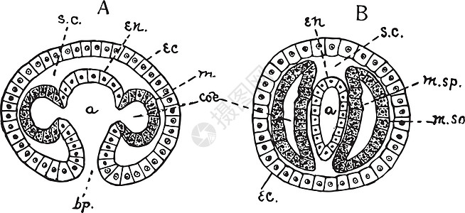 中胚层形成复古它制作图案图片
