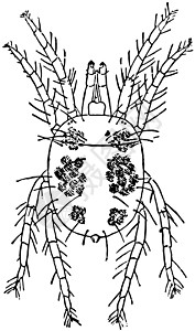 Rust Mite 旧品插图图片