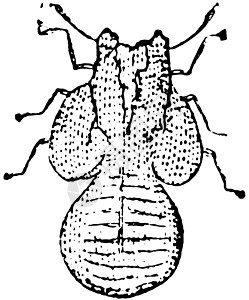 的Larva 古典插图图片