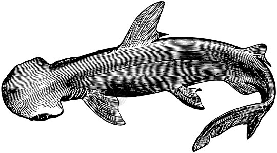 Bonnethead 鲨鱼 古董插图背景图片