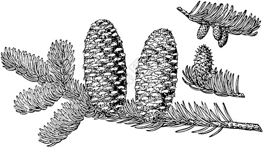 Fraser Fir 古代插图的松果骨图片