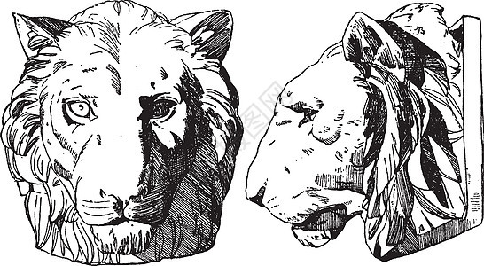 虎头从正面和侧面的视野显示 用古典刻字表示背景图片