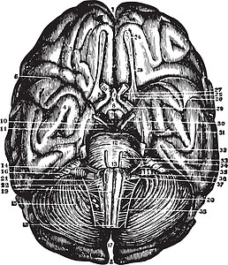 大脑和脑细胞 古代插图图片