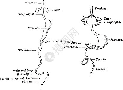 消化道的发展复古插图雕刻艺术黑色白色绘画图片