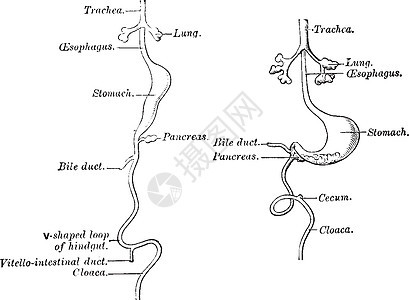 消化道的发展复古插图雕刻艺术黑色白色绘画背景图片