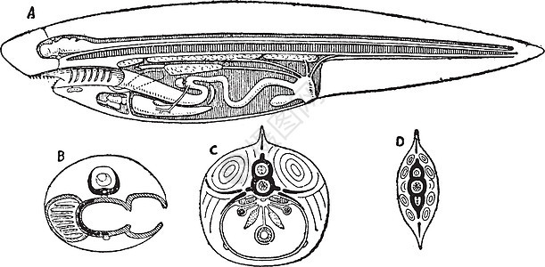 Vertebrate区段 陈年插图背景图片