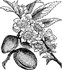 杏仁树古董插图白色艺术柳属雕刻叶子种子绘画树叶黑色水果图片