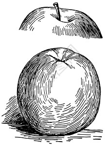 加诺苹果古董插图图片