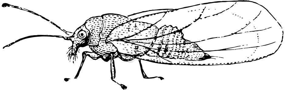 木虱 Pyrisuga 复古插图图片