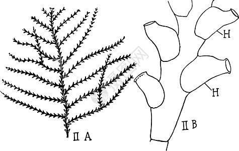 古代插图艺术雕刻白色绘画水螅黑色图片