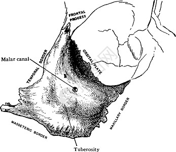 Malar Bone外景 古董插图图片