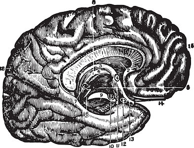 古代插图白色艺术胼胝体绘画语料库身体黑色雕刻背景图片