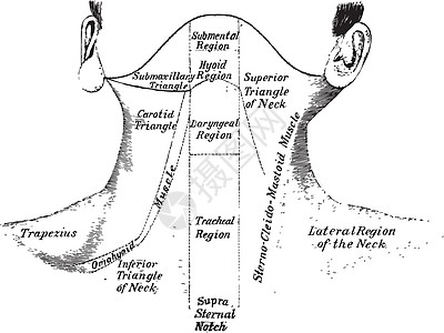 Neck 前视图 陈年插图图片