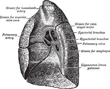 肺部中层表面 古老的插图图片