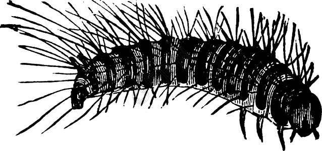 插图绘画皮毛白色甲虫雕刻黑色艺术图片