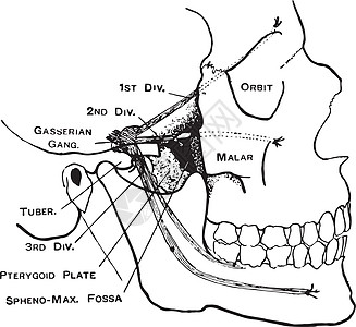 面部神经 古老的插图图片