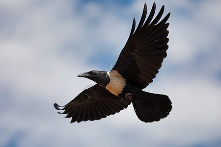 飞行 Pied Crow 埃塞俄比亚 非洲 野生动物园 野生动物图片