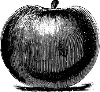 Baldwin/Bellflown苹果古董插图图片