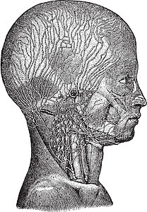 头部和颈部的淋巴结 陈年插图图片