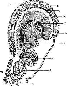 复合眼 古代插图图片