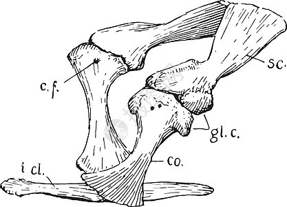 陈年插图雕刻肩胛骨黑色绘画爬虫艺术腰带白色胸饰图片