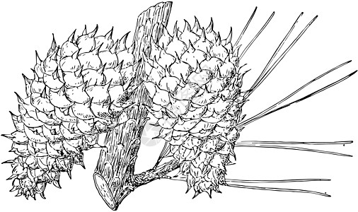 Pine Cone主教的古董插图图片