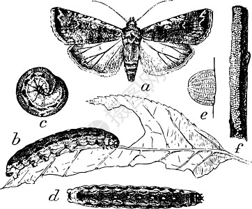 蛾幼虫和插图背景图片
