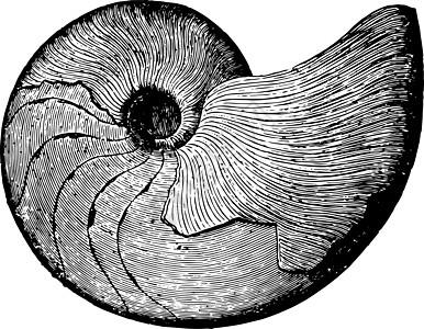 陈年插图白色艺术头足类绘画水稻盆纪海藻目动物黑色菊石图片