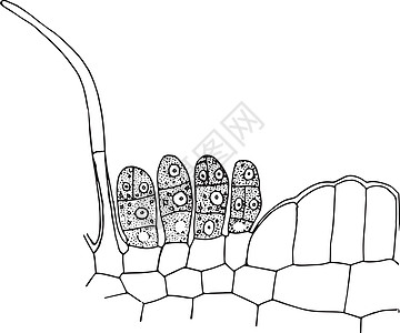 复古插画白色艺术雕刻插图绘画植物解剖学黑色细胞图片