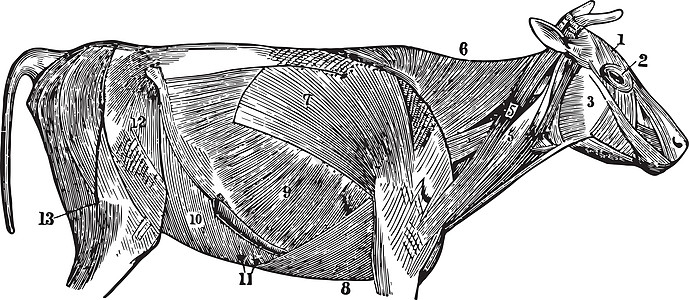 牛的浅表肌肉制作图案图片