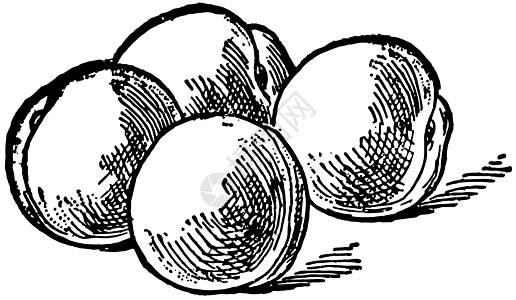 四颗桃 古代插图水果艺术白色黑色绘画雕刻数字图片