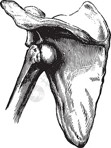 肱骨复古插图的棘下脱位图片