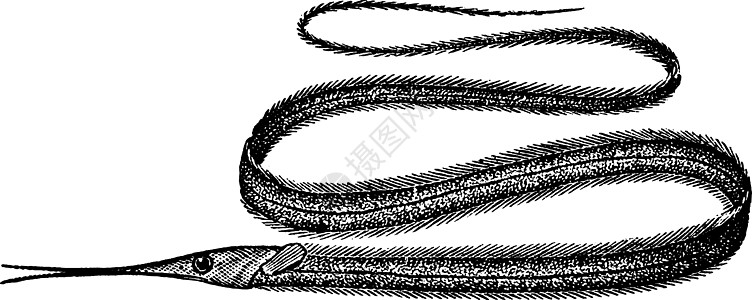Snipe Eel 古董插图图片