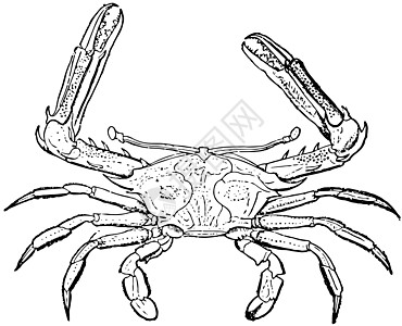 定金蟹 老古董插图图片
