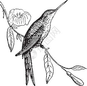 哥伦比亚Thornbill 古董插图图片