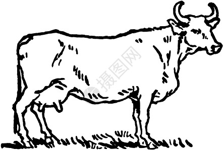 母牛与插图背景图片