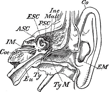 内耳 古董插图图片