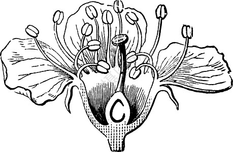 樱桃花的古董插图图片