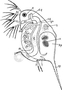 Daphnia 古董插图绘画动物黑色甲壳类雕刻艺术白色图片