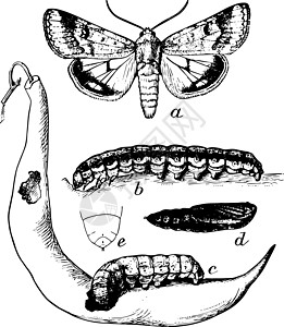 棉铃虫阶段复古插图图片