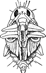 豆叶甲虫插图白色甲虫绘画黑色雕刻艺术图片