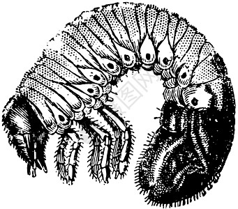 Cockchafer的格鲁布 古董插图图片