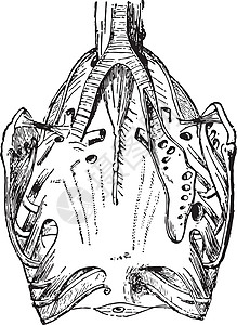 鸽子的呼吸器官 陈年插图图片